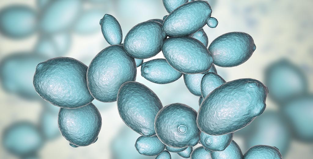 saccharomyces-cerevisiae-yeast-scope