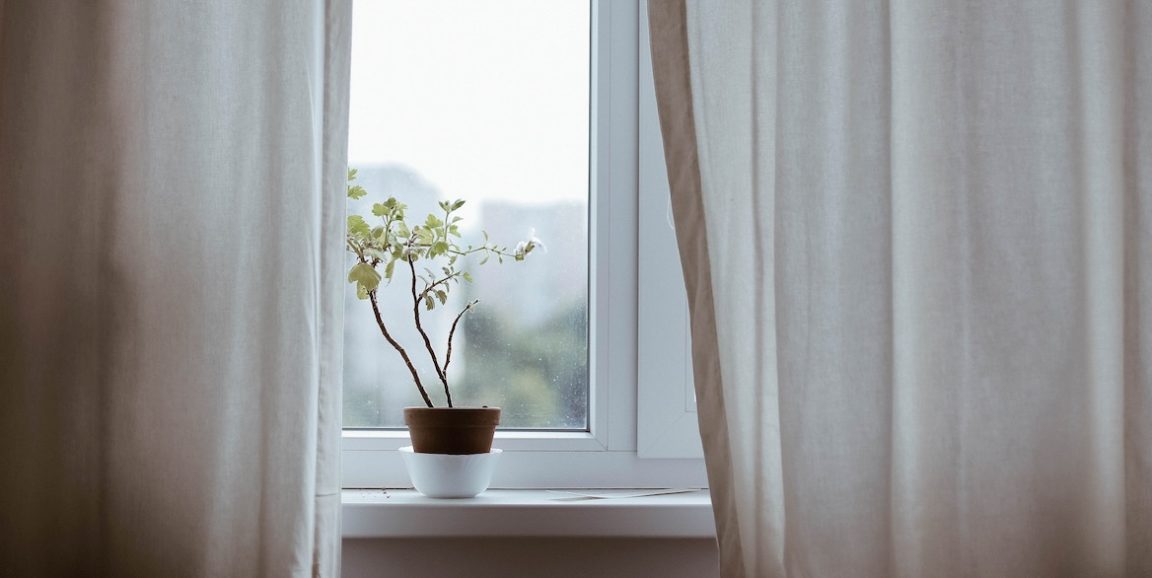small plant on window sill
