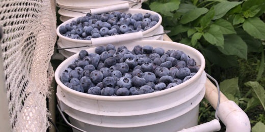 Stanford medical student’s tweet about blueberry pickers’ wages goes viral