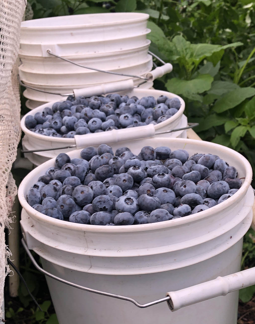 New crop 7 dollars of blueberries - Scope