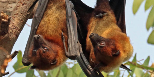Bat-borne Nipah virus could help explain COVID-19