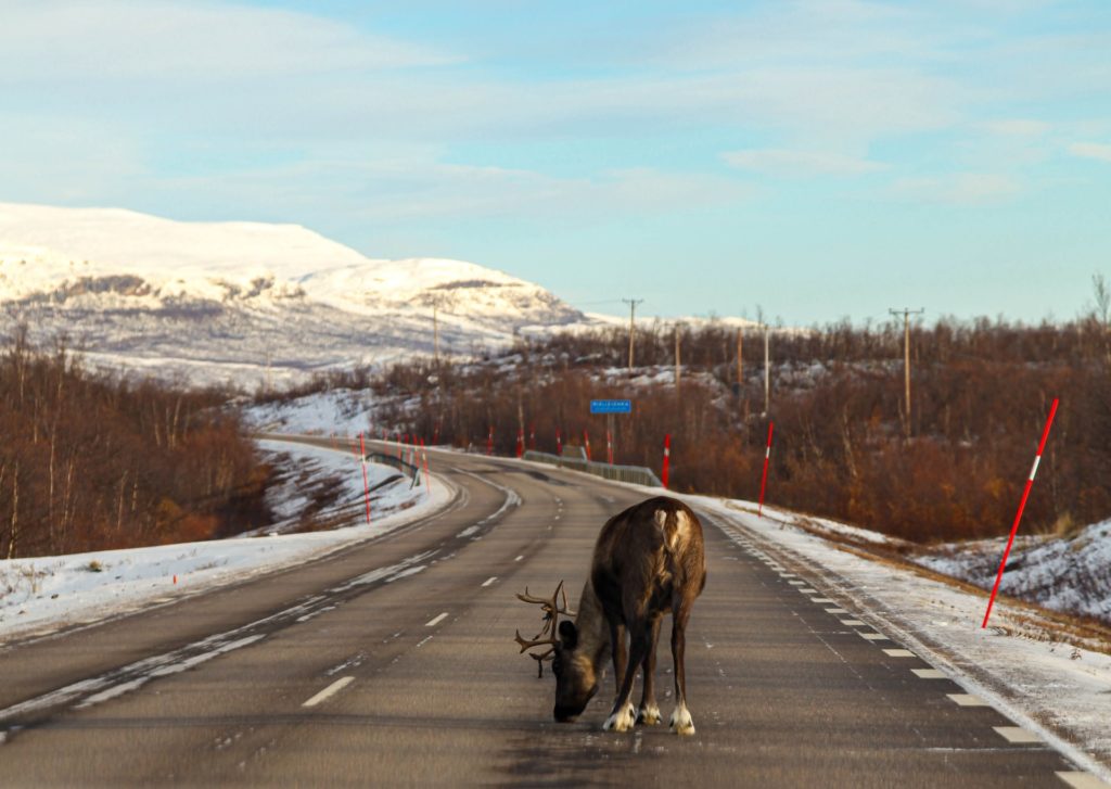 Reindeer blocking part of the road