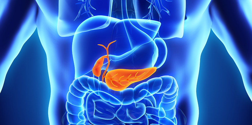 A digitized image of a pancreas in a body