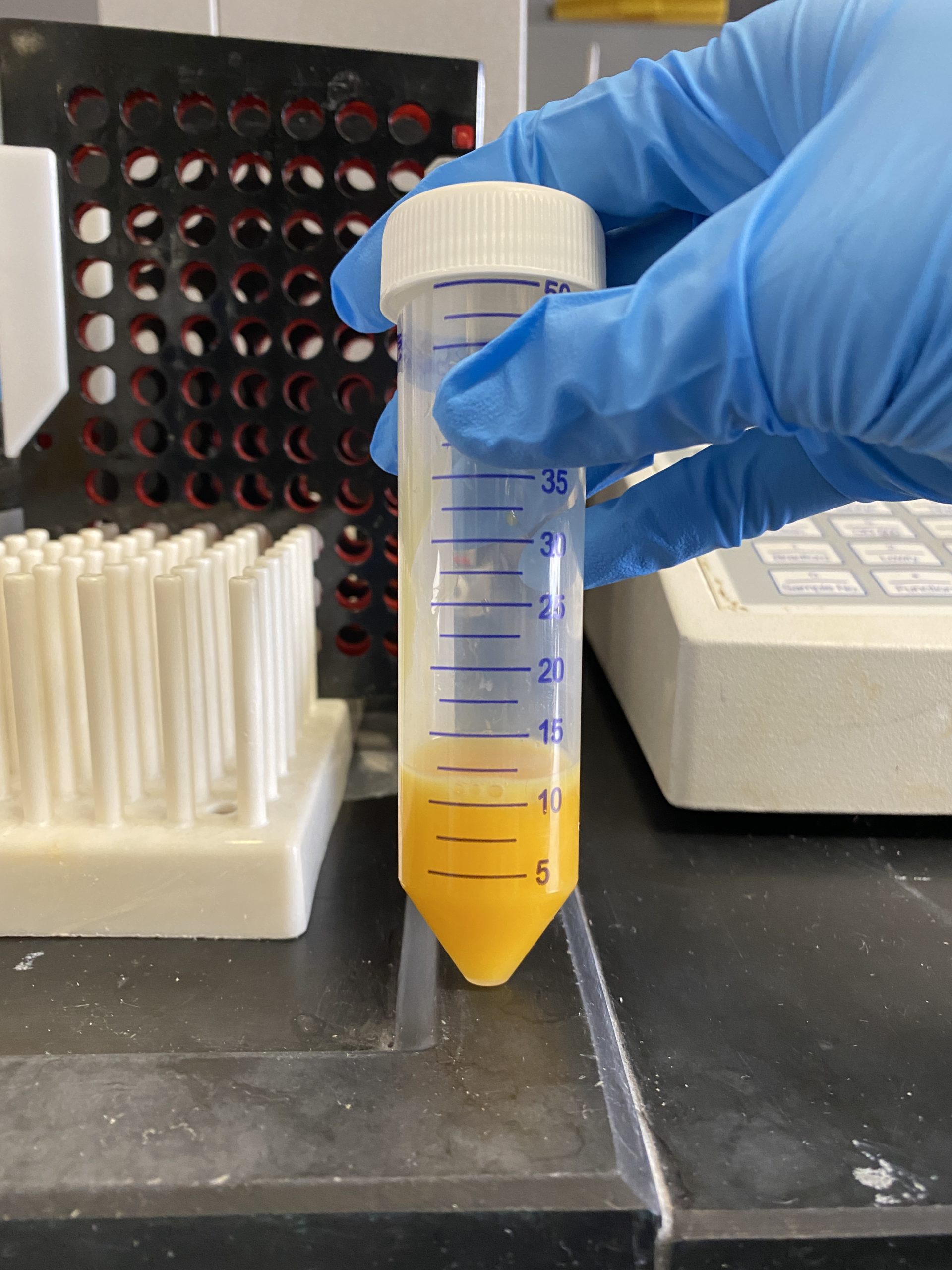 A person holds a test tube with egg yolk at the bottom.