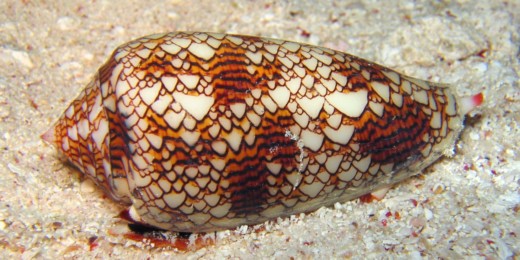Cone snail venom and … insulin?