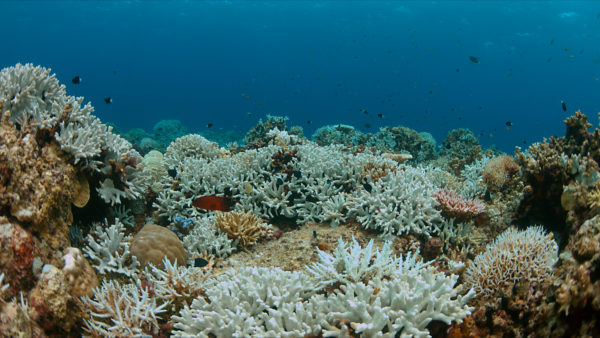 Coral bleaching occurs when sea surface temperatures rise. - Scope