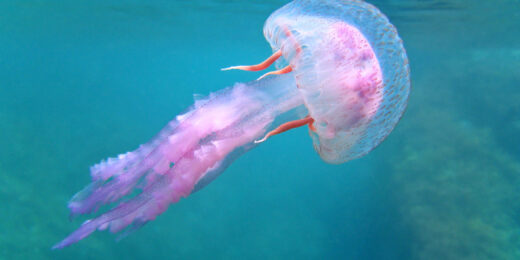 Stung: Understanding jellyfish stings